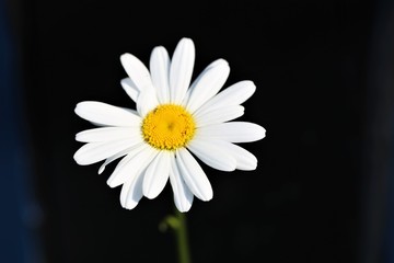 daisy on black background
