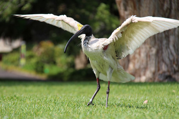 ibis in a park in sydney (australia) 