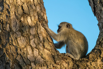 A Vervet monkey crounched in the fork of a tree trunk.