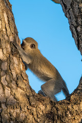 A Vervet monkey eating bark from the trunk of a tree.
