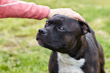 The hand stroking the dog head. Cute dog face looking for person with love and humility. Concept of adopting stray dogs. Outdoors, copy space.