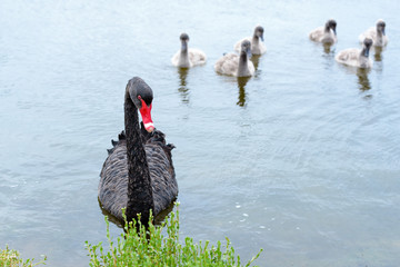 Wild black mother swan, Cygnus atratus, swimming with cygnets in background, Victoria Australia