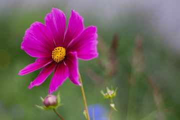 Fototapeta premium Beautiful nature