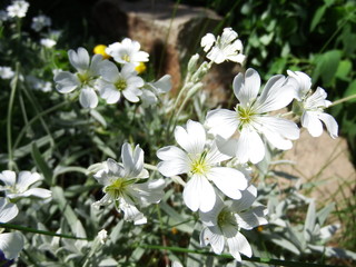 white flowers in the garden