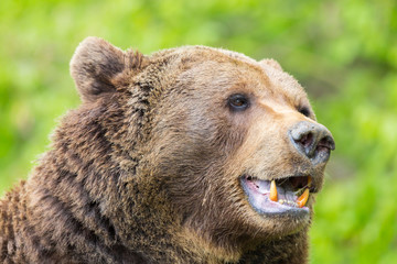 brown bear (Ursus arctos) showing teeth