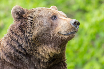 side view brown bear (Ursus arctos) close-up
