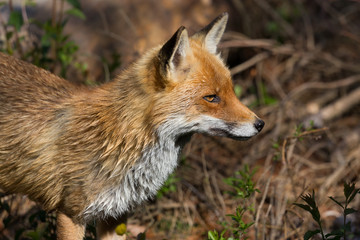 close-up portrait red fox (vulpes) in meadow