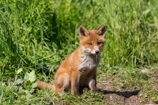 close-up cute young baby red fox (vulpes) sitting