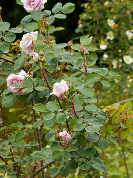 Rosenstrauch. Rosa rugosa - Historische Rose 'Conrad Ferdinand Meyer'