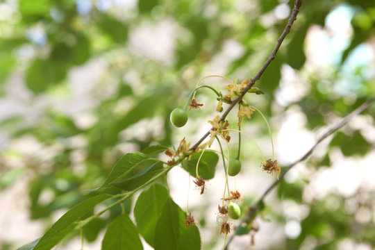 Immature cherry pictures, raw fruits in cherry tree 