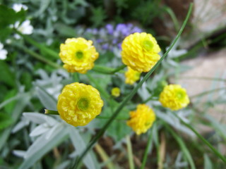yellow flowers in the garden
