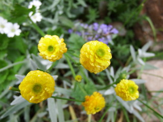 Fototapeta premium yellow flowers in the garden
