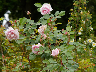 Rosenstrauch. Rosa rugosa - Historische Rose 'Conrad Ferdinand Meyer'
