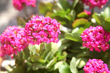 kalanchoe flower with green leafs