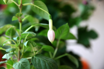 Lily of the valley. Convallaria majalis