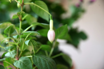 Lily of the valley. Convallaria majalis