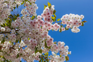 Branches of the flowering cherry blossom against clear sky