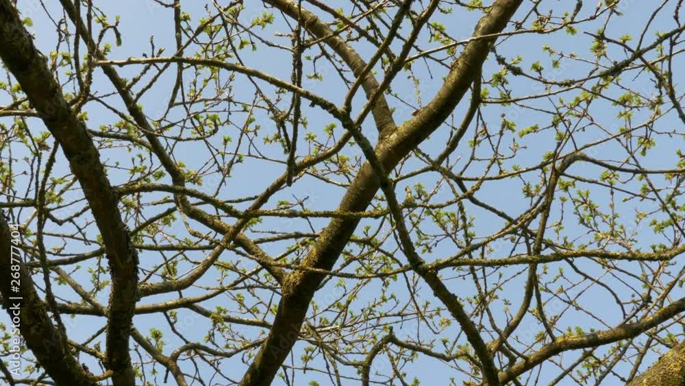 Poster looking up at tree branches with leaves on slow slide and pan low angle in the peak district