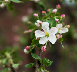 Fototapeta na wymiar A branch of apple tree blooming