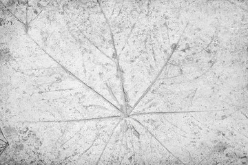 Texture leaves printed natural patterns on  concrete floor background