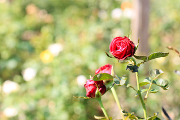 おふさ観音 風鈴まつり