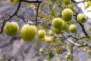 apple on tree in Sichuan China