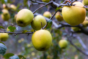 apple on tree in Sichuan China