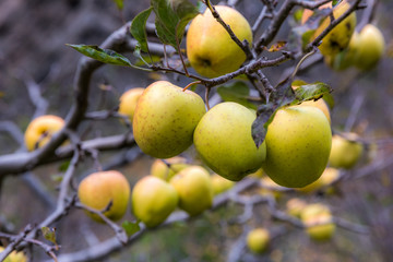 apple on tree in Sichuan China