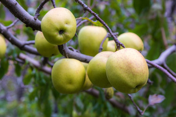 apple on tree in Sichuan China