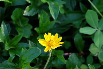 yellow flower in the garden