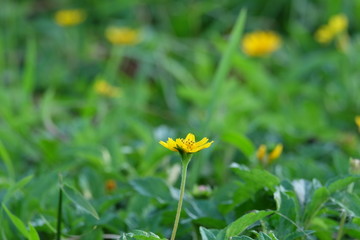 yellow flower in grass