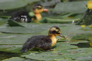 Duckling swimming between and walking over water plants