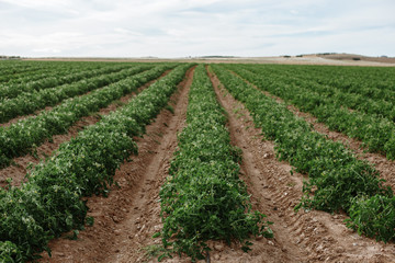 Fototapeta na wymiar Tomato Field Alentejo Portugal