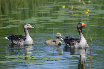 Goose family swimming in a lake