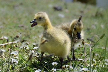 Cute yellow goslings walking in the grass