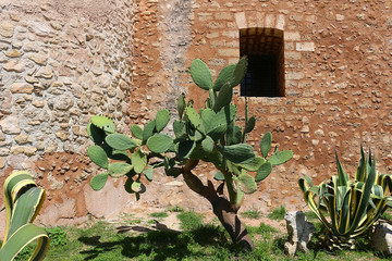 Prickly pear cactus (Opuntia ficus-indica) in front of medieval castle wall