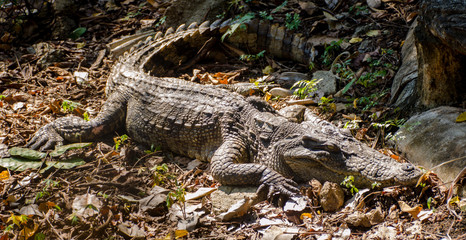 Crocodil in the zoo