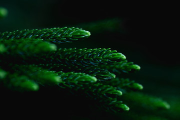 Fresh green leaf background And black spaces for text input Abstract style