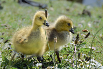 Cute yellow goslings walking in the grass