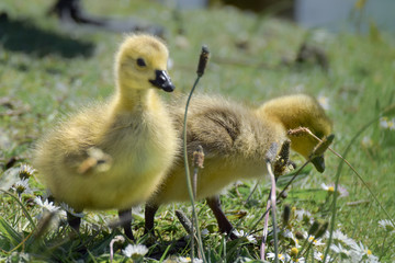 Cute yellow goslings walking in the grass