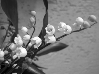 Lillies Of the Valley white flowers twig close-up full lenght close up in a seizing black and white