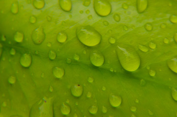 Water drop on leave close-up