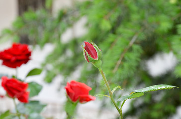 Obraz premium red roses in the garden