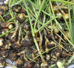 The onion is grown on the soil in the plots. Productivity of Thai farmers