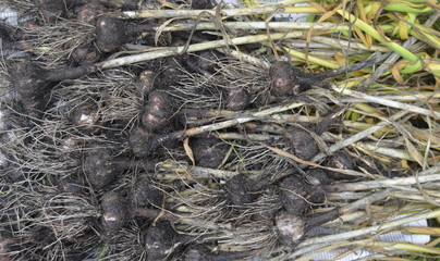 Garlic field in landscape Harvested garlic closeup / garlic