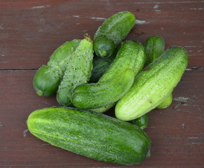 Crop of cucumbers, a lot of cucumbers, cucumbers from the field