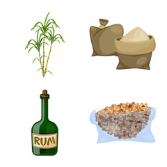 Vector design of sugarcane and cane sign. Set of sugarcane and field vector icon for stock.