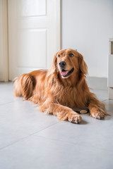 Golden retriever kneeling on the ground