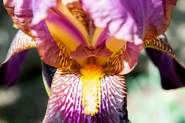 purple iris flowers blooming in a garden in spring close-up