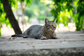 Tabby cat sitting on the floor in the garden.